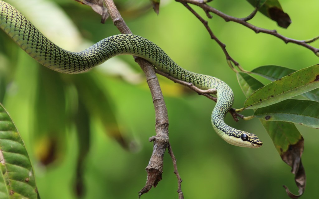 Ornate Flying Snake